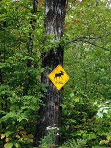 Intersection of the Sugar Bush Trail and the Bull Moose Trail