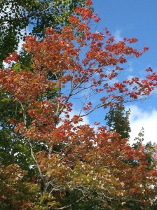 The Beginnings of Fall Color in the Bush